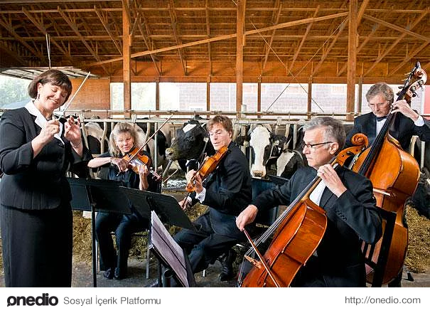 Müziğin etkilerini araştıran bir çalışmaya göre, inekler sakinleştirici müzik dinlediklerinde daha fazla süt üretiyorlar. En fazla üretimi ise R.E.M grubunun “Everybody Hurts" şarkısını dinlerken yapıyorlar