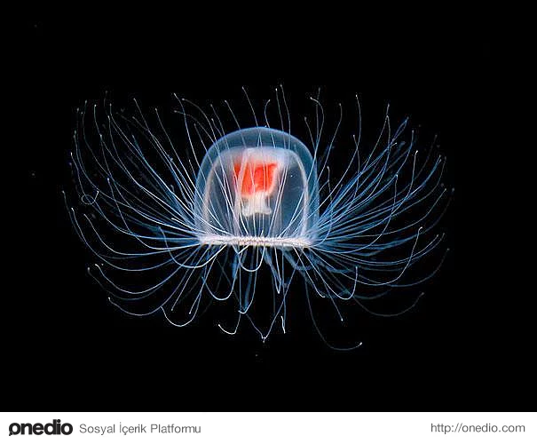"Turritopsis nutricula" denizanaları dünya üzerinde ölümsüz olduğu bilinen tek canlıdır