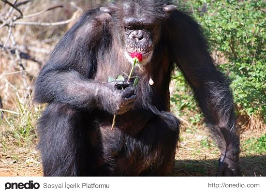 Doğum kontrol hapları şempanzelerde de işe yarar