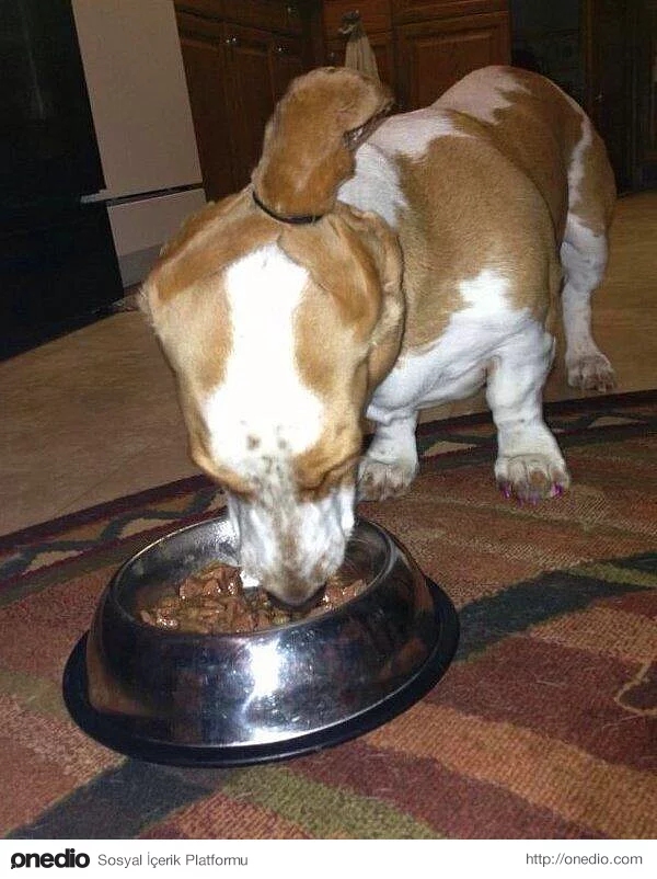 Yemek yiyen köpeğinin kulakları kirlenmesin diye çözüm bulan köpek sahibi