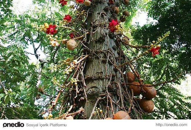 1. Cannonball (top mermisi) ağaçları üzerinde büyüyen meyvenin şeklinden dolayı bu ismi almış.