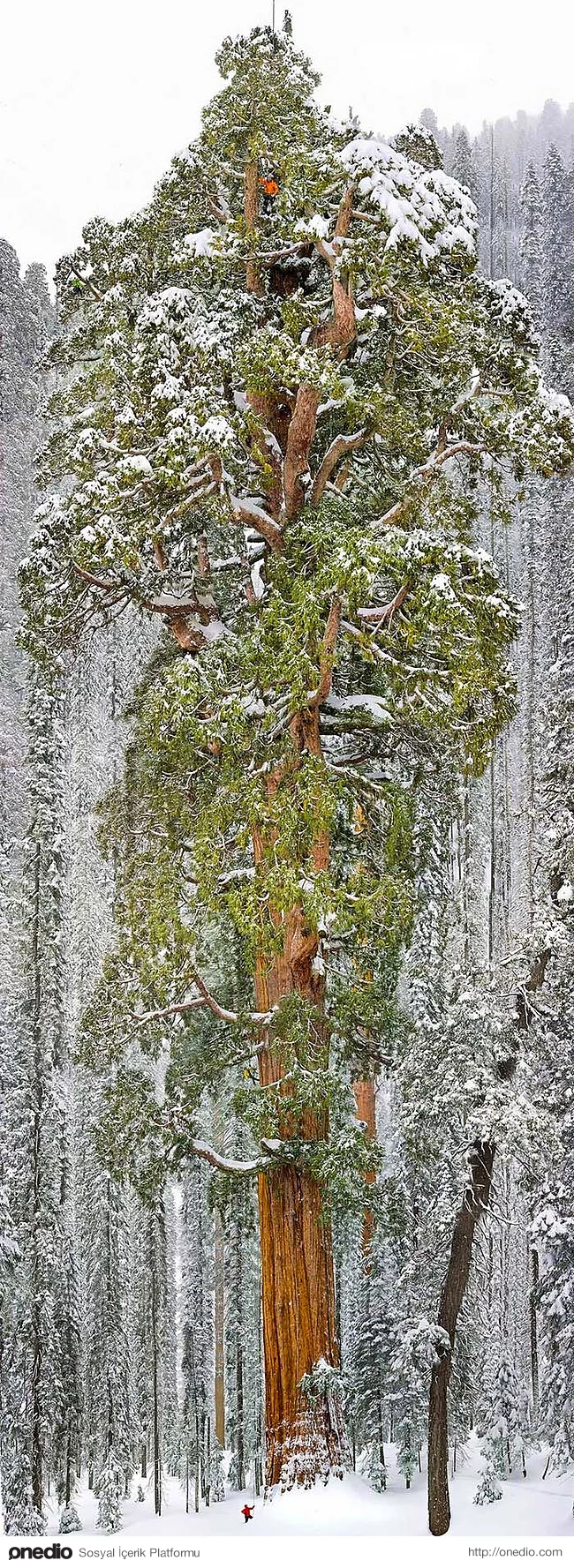6. Dünyanın en büyük sekoya ağaçlarından biri Kaliforniya'da bulunuyor.