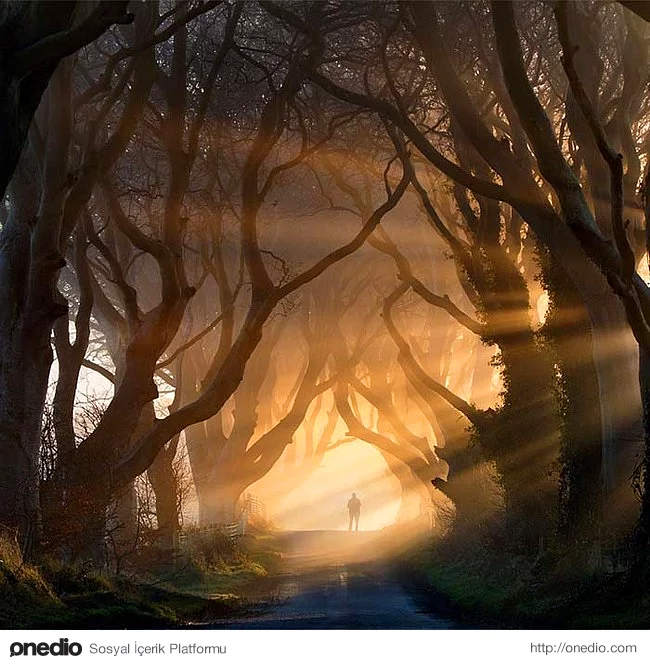 21. Dark Hedges, İrlanda'da bulunan tarihi kayın ağaçları